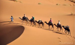 camel-riding-qatar-qexplorer