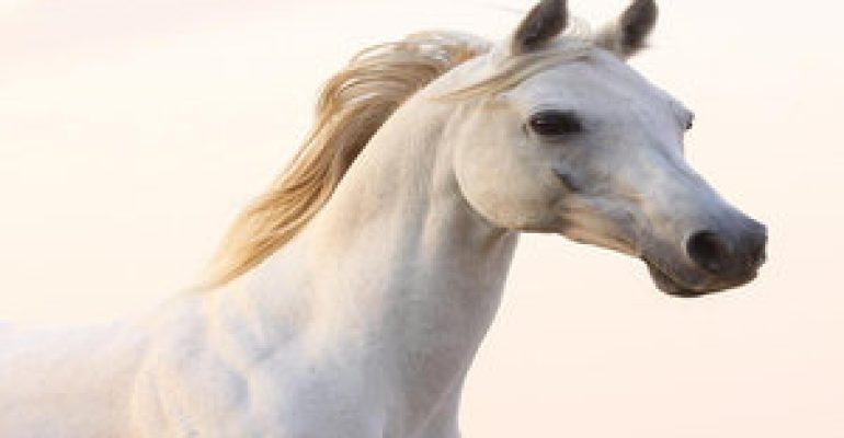 arabian-horse-qatar